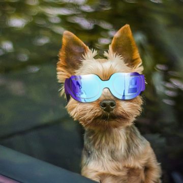 Enjoying Best Dog Goggles 